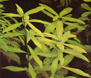 Hygrophila polysperma